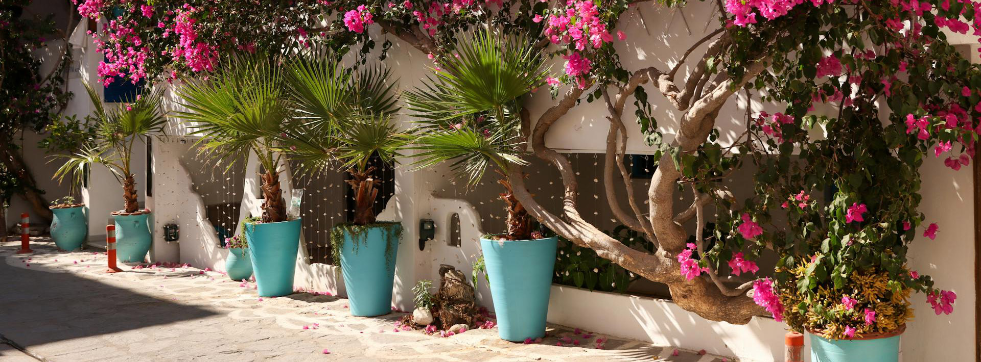 Front Page -Garden Care Gear pexels efrem efre 2786187 31537030